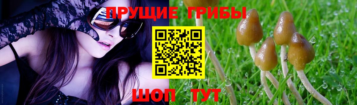 Чебоксары  Псилоцибиновые грибы Cubensis  Вход с VPN 